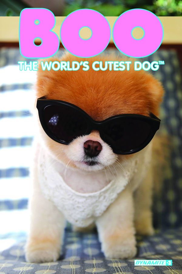 Boo Worlds Cutest Dog #3 (Cover D Photo Exclusive Subscription)