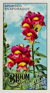 Topps Snapdragon